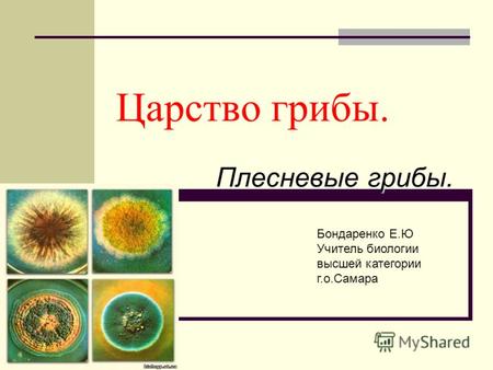 Презентация к уроку по биологии (6 класс) по теме: Презентации по ботанике. Плесневые грибы