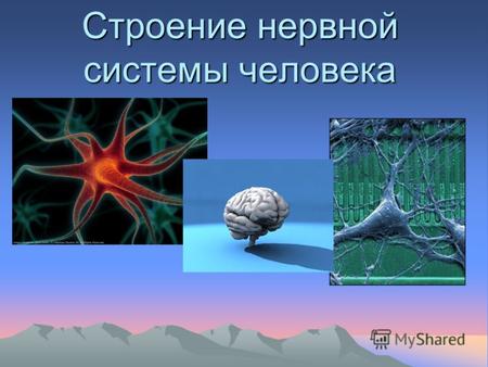 Нервная система человека и ее строение.
