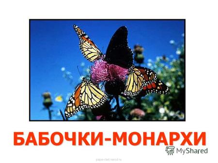 1 БАБОЧКИ-МОНАРХИ Бабочки-монархи papa-vlad.narod.ru.