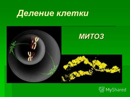 МИТОЗ Деление клетки. Типы деления клеток соматических МитозАмитоз половых Мейоз.