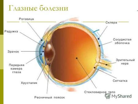 Глазные болезни. Анатомия органа зрения Заболевания век Блефариты Ячмень Дакриоцистит, дакриоаденит.