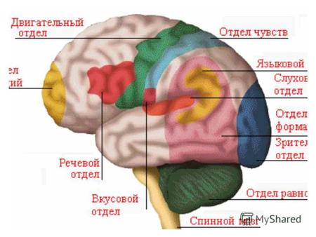 головной мозг Головной мозг. 900igr.net наружное строение мозга Наружное строение мозга.