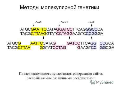 Методы молекулярной генетики Последовательность нуклеотидов, содержащая сайты, распознаваемые различными рестриктазами.