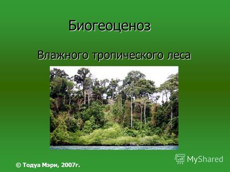 Биогеоценоз Влажного тропического леса © Тодуа Мэри, 2007г.