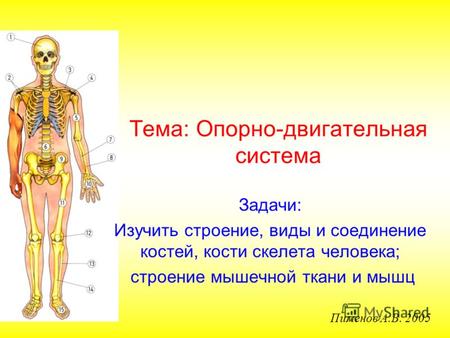Тема: Опорно-двигательная система Задачи: Изучить строение, виды и соединение костей, кости скелета человека; строение мышечной ткани и мышц Пименов А.В.