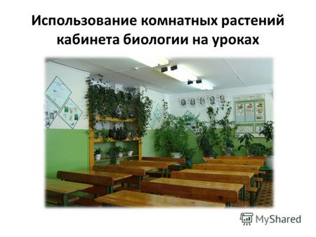 Использование комнатных растений кабинета биологии на уроках.