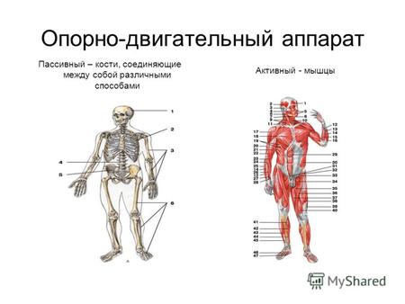 Опорно-двигательный аппарат Пассивный – кости, соединяющие между собой различными способами Активный - мышцы.