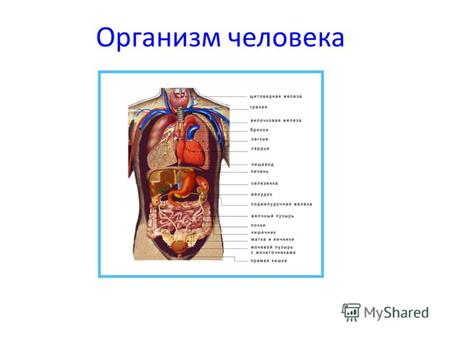 Организм человека. 1.Как называются части человеческого организма? А) органы Б) куски В) отделы 2. С помощью какого органа человек дышит? А) печень Б)