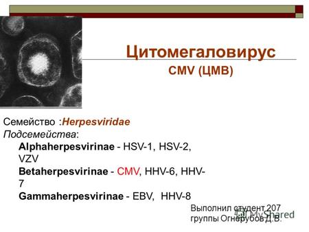 Цитомегаловирус CMV (ЦМВ) Семейство :Herpesviridae Подсемейства: Alphaherpesvirinae - HSV-1, HSV-2, VZV Betaherpesvirinae - CMV, HHV-6, HHV- 7 Gammaherpesvirinae.