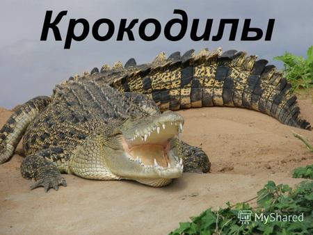 Крокодилы Нильский крокодил Миссисипсикий Крокодил Каймановый аллигатор Китайский аллигатор Гавиаловый крокодил.