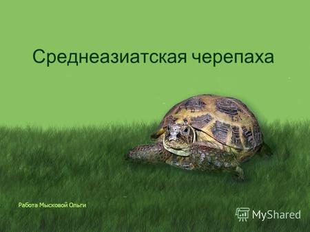 Работа Мысковой Ольги Среднеазиатская черепаха. Цель и задачи Цель: –рассмотреть особенности жизни среднеазиатской черепахи в неволе. Задачи: –изучить.