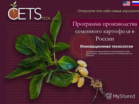 Программа производства семенного картофеля в России.