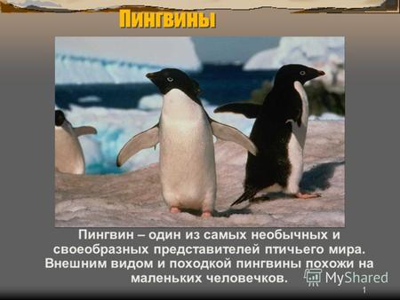1 Пингвин – один из самых необычных и своеобразных представителей птичьего мира. Внешним видом и походкой пингвины похожи на маленьких человечков. Пингвины.