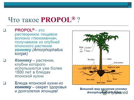 Что такое PROPOL ® ? PROPOL ® – это растворимое пищевое волокно глюкоманнан, получаемое из клубней японского растение конняку (Amorphophallus konjak) Конняку.