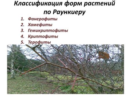 Классификация форм растений по Раункиеру 1.Фанерофиты 2.Хамефиты 3.Гемикриптофиты 4.Криптофиты 5.Терофиты.