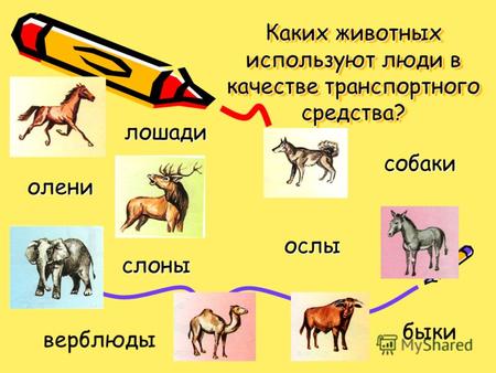 Каких животных используют люди в качестве транспортного средства? лошади ослы собаки олени слоны быки верблюды.