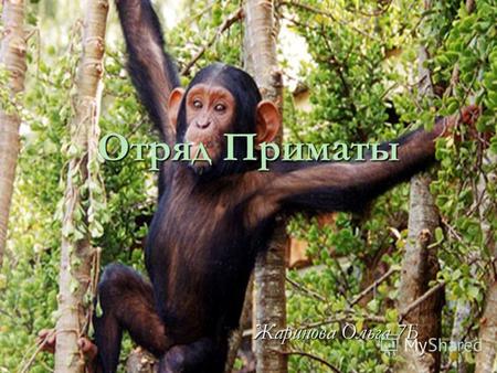Отряд Приматы Жаринова Ольга 7Б. Современных приматов известно около 200 видов. Они объединяются в 57 родов, 12 семейств и 2 подотряда полуобезьяны и.