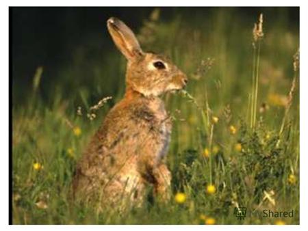 Зайчик Зайчик живет в лесу Летом заяц ест разную травку, очень любит морковку и капусту.