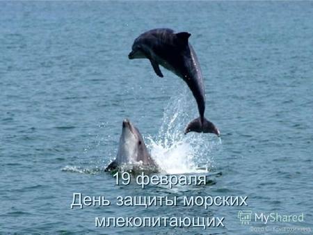 19 февраля День защиты морских млекопитающих. Спасите вымирающих Морских млекопитающих! Китов, дельфинов, котиков Спасите от охотников! Коров морских.