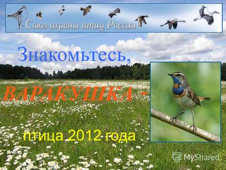 Знакомьтесь, ВАРАКУШКА - птица 2012 года. Отряд Воробьинообразные Семейство Дроздовые Род Соловьи Варакушка.