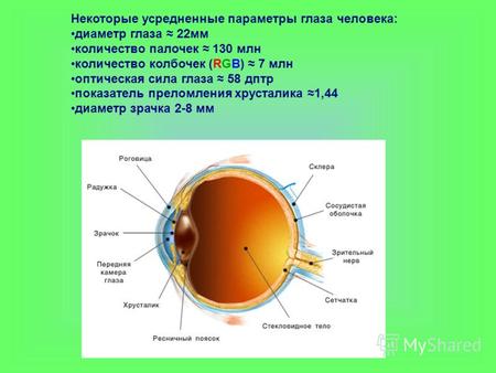 Некоторые усредненные параметры глаза человека: диаметр глаза 22мм количество палочек 130 млн количество колбочек (RGB) 7 млн оптическая сила глаза 58.