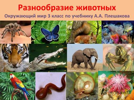 Разнообразие животных Окружающий мир 3 класс по учебнику А.А. Плешакова.