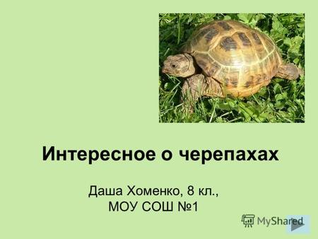 Интересное о черепахах Даша Хоменко, 8 кл., МОУ СОШ 1.