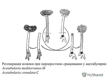 Регенерация шляпки при перекрестном сращивании у ацетабулярии Acetabularia mediterranea-M Acetabularia crenulata-C.