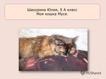 Шахурина Юлия, 5 А класс Моя кошка Муся.. Муся. Муся - хорошенькая маленькая кошечка.У неё шёрстка коричнево-рыжего, чёрного и белого цвета. Кончик пушистого.