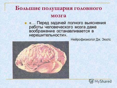 Большие полушария головного мозга «… Перед задачей полного выяснения работы человеческого мозга даже воображение останавливается в нерешительности». Нейрофизиолог.