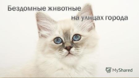 Источником появления бездомных животных в России являются выброшенные, потерявшиеся собаки и кошки, а также те, которые родились на улице, т.е. изначально.