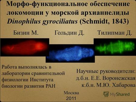 Морфо-функциональное обеспечение локомоции у морской архианнелиды Dinophilus gyrociliatus (Schmidt, 1843) Москва 2011 Москва 2011 Работа выполнялась в.
