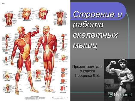Строение и работа скелетных мышц Презентация для 8 класса Проценко Л.В.