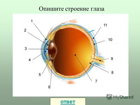 Опишите строение глаза ответ Укажите дефекты зрения, изображенные на рисунках, и укажите тип линзы для очков 12 ответ.