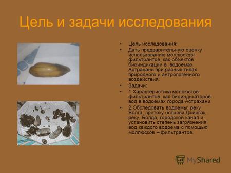 1 Цель и задачи исследования Цель исследования: Дать предварительную оценку использованию моллюсков- фильтрантов как объектов биоиндикации в водоемах Астрахани.