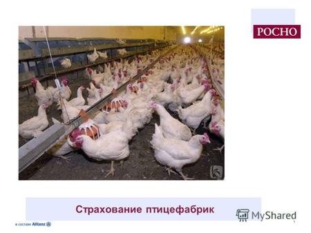 1 Страхование птицефабрик. 2 Географическое расположение птицефабрик в РФ.