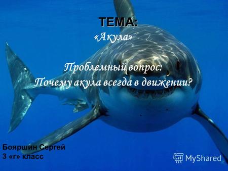 ТЕМА: ТЕМА: «Акула» Проблемный вопрос: Почему акула всегда в движении? Бояршин Сергей 3 «г» класс.