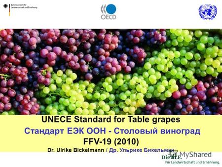 1 UNECE Standard for Table grapes Стандарт ЕЭК ООН - Столовый виноград FFV-19 (2010) Dr. Ulrike Bickelmann / Др. Ульрике Бикельман.