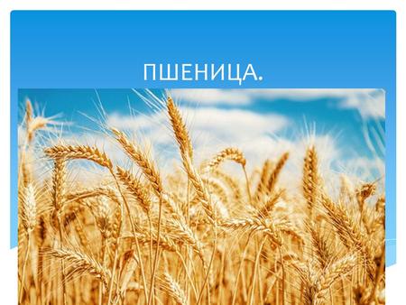 ПШЕНИЦА. Пшеница – это одна из древнейших злаковых растений отдела цветковые, класса однодольные, порядка злакоцветные, семейства злаки. ПШЕНИЦА.