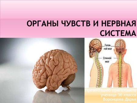 Презентация на тему: Органы чувств и нервная система