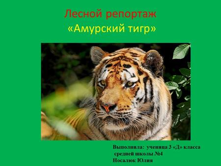 Лесной репортаж «Амурский тигр» Выполнила: ученица 3 «Д» класса средней школы 4 Носалюк Юлия.