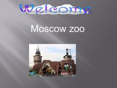 Moscow zoo A White Polar Bear A camel A giraffe An elephant Tigers A dolphin A fox.