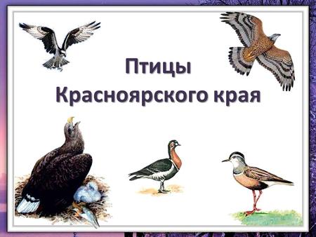 Птицы Красноярского края. Фауна Красноярского края Фауна Красноярского края богата и разнообразна. Наблюдается постоянное проникновение на территорию.