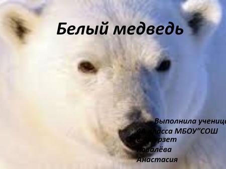Белый медведь Выполнила ученица 4 А класса МБОУCОШ с.Амурзет Ковалёва Анастасия.