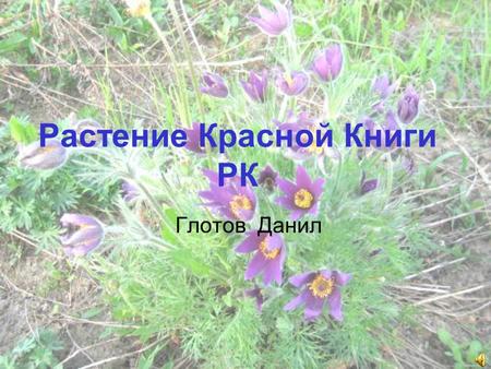 Растение Красной Книги РК Глотов Данил. Загляни в глаза цветку.