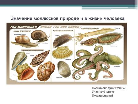 Значение моллюсков природе и в жизни человека Подготовил презентацию: Ученик 7 б класса Поздеев Андрей.