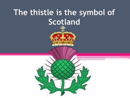 The thistle is the symbol of Scotland. A curious legend explains the history of the Scottish national emblem.