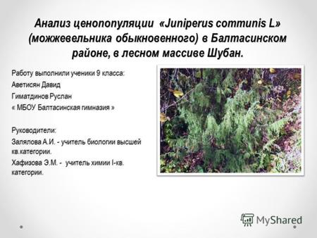 Анализ ценопопуляции «Juniperus communis L» (можжевельника обыкновенного) в Балтасинском районе, в лесном массиве Шубан. Анализ ценопопуляции «Juniperus.