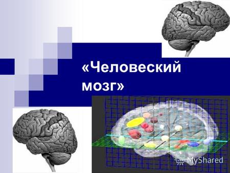 «Человеский мозг». Головной мозг часть центральной нервной системы подавляющего большинства хордовых, её головной конец; у позвоночных находится внутри.