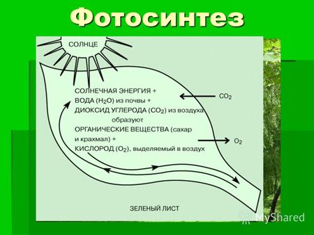 Фотосинтез Фотосинтез у растений Фотосинтез процесс образования органического вещества из углекислого газа и воды на свету при участии фотосинтетических.